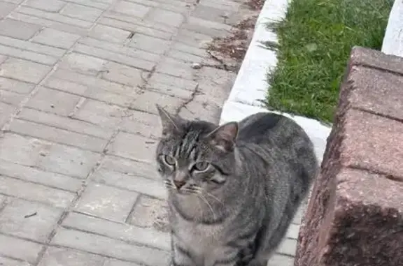 Кошка найдена на Чавайна, 40, Йошкар-Ола