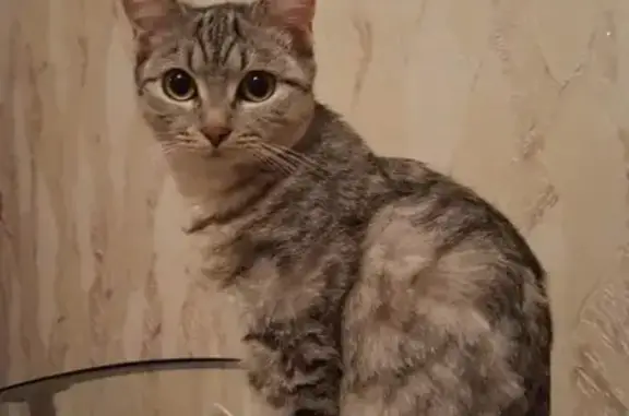 Пропала кошка, Веерная улица, Расцвет