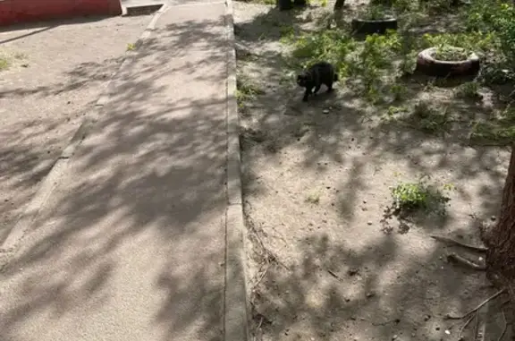 Найдена кошка, Воронеж, фото: Кошка найдена, ул. Торпедо, 11, Воронеж