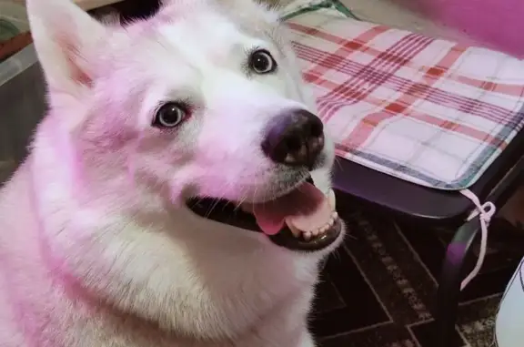 Собаки потеряшки, Ярославская область, фото: Потеряшка собака в Ильинском, Ярославская обл.