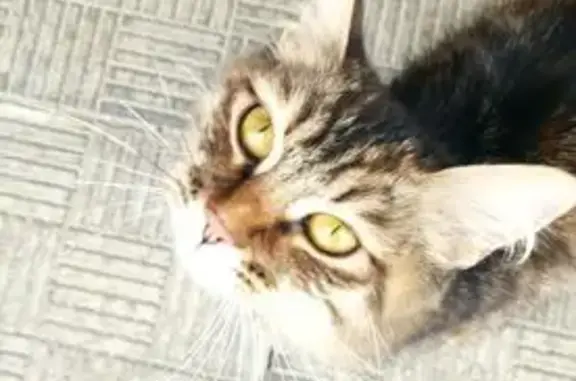 Найденные животные Кострома, фото: Кошка найдена у Цирка, пр. Мира, 26