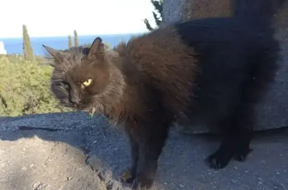 Найдена кошка, Алушта, фото: Кошка найдена у памятника ВОВ, Алушта