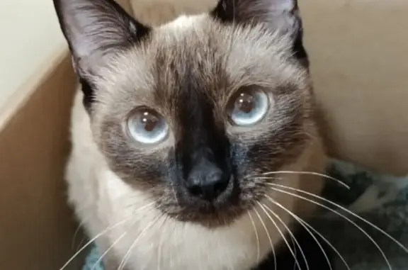 Кошка найдена, Северск, Первомайская 14