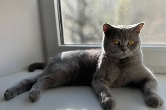 Кошки потеряшки, Волгодонск, фото: Потеряшка кошка, пер. Павлова 70, Волгодонск