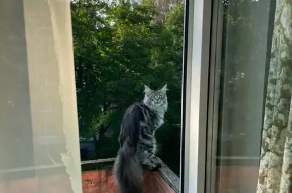 Пропала кошка на Озёрной, 1, Сергиев Посад