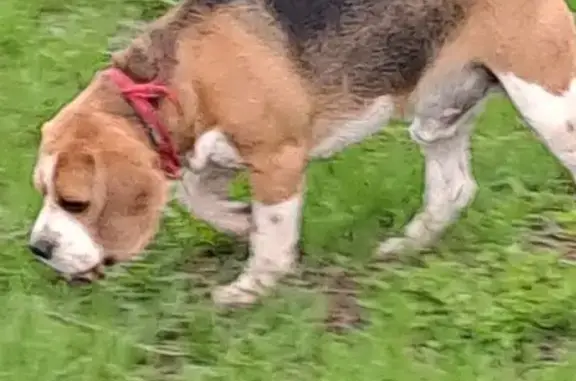 Найдена собака у филармонии, пр. Ленина, 1