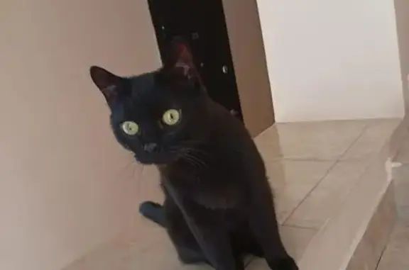 Найдена кошка, Вологда, фото: Чёрная кошка найдена на ул. Прядильщиков, 9