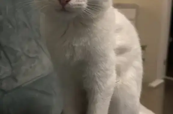 Кошки потеряшки, Волгоград, фото: Потеряшка кошка, Алексеевская 13, Волгоград