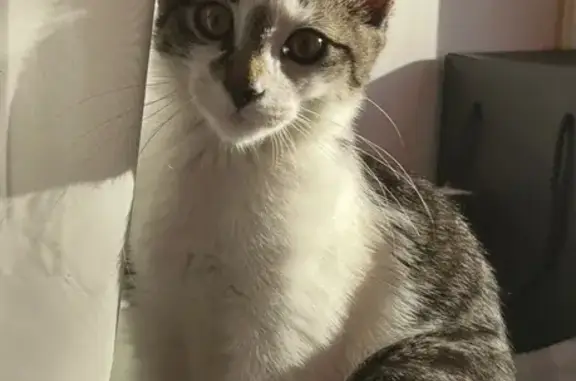 Пропала кошка, Парковая ул., 13, Подольск