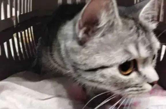 Найдена кошка, Нерехта, фото: Найдена кошка, ул. Глазова, 3, Нерехта