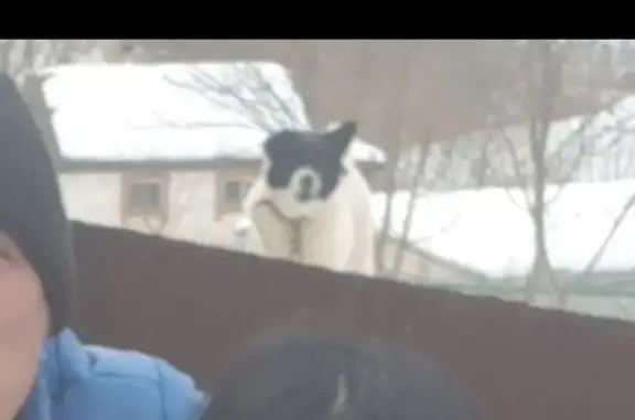 Пропала собака, Курнявцево, Первомайская 15