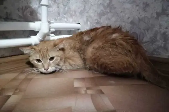 Кошка найдена: ул. 20-летия Победы, 9В