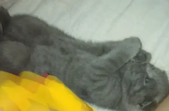 Пропала кошка, пл. 1 Мая, 21, Далматово