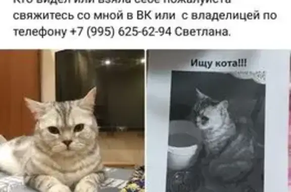 Пропал кот, ул. Беринга, 16, СПб