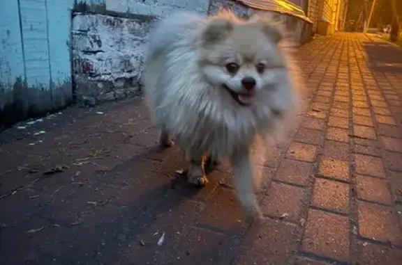 Шпиц найден на Тульском переулке, 33