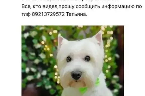 Пропала собака, Хуторская ул., Лебяжье