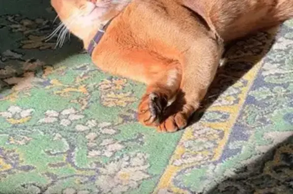 Пропала кошка, МО, синий ошейник