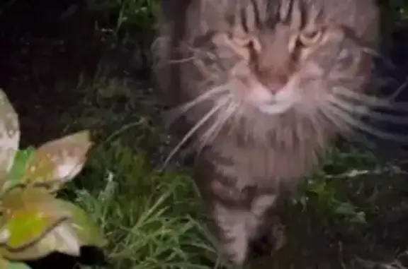 Найдена кошка, Немчиновка, фото: Найден Мейн-Кун, ул. Связистов, 7