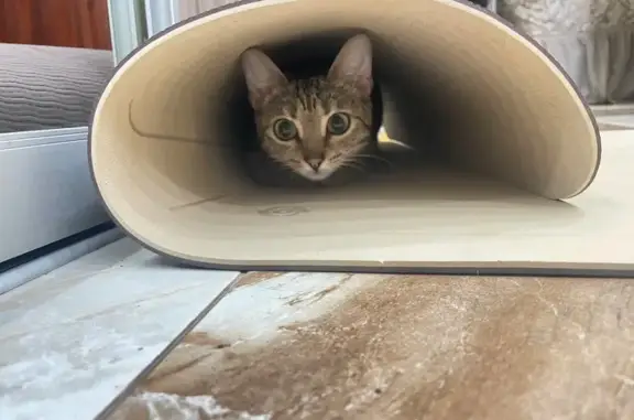 Кошки потеряшки, Новотитаровская, фото: Потеряшка кошка, Восточная ул. 35