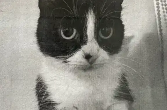 Пропала кошка, Никитина 7, Тверь