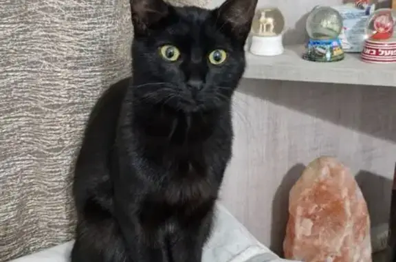 Найдена кошка, Тбилиси, фото: Найдена кошка, ул. Саирме 55ა, Тбилиси