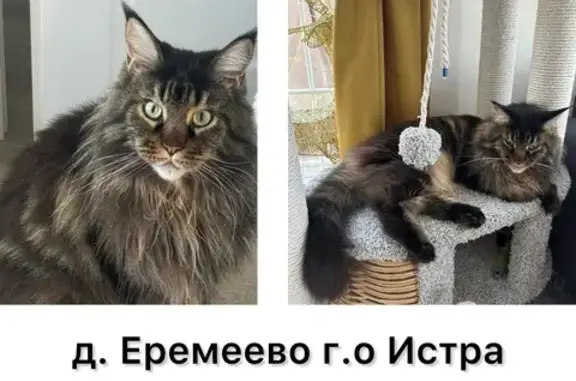 Пропала кошка в КП Еремеево Life, Истра