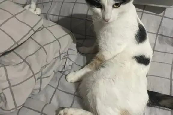 Пропала кошка, ул. Гастелло, 13, Чебоксары