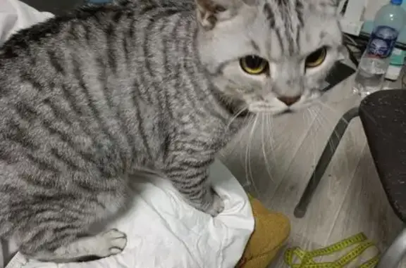 Кот найден: ул. Ивана Черных, 115Б, Томск