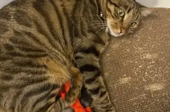 Кошки потеряшки, , фото: Потеряшка кошка на Светлой, 215