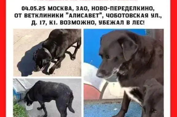 Пропал черный лабрадор, 9-я Чоботовская, 35