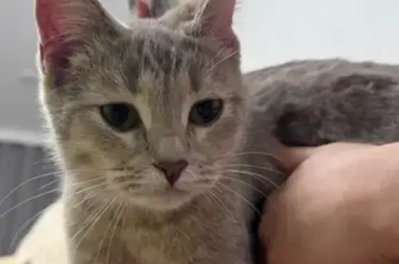 Кошка найдена на пр. Геннадия Айги, Чебоксары