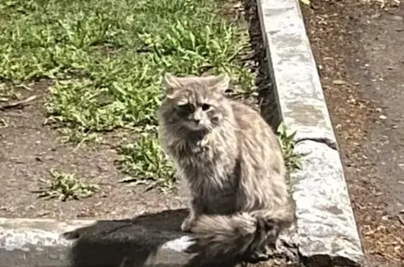 Кошка найдена: ул. Космонавтов, 24, Люберцы