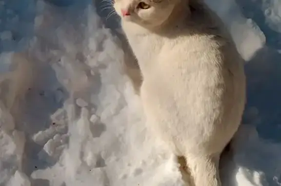 Пропала белая кошка, Кавказская ул. 17