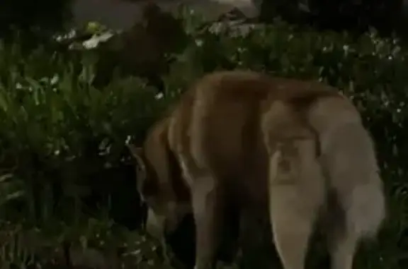 Найдена собака, ул. Амирхана, 91Б, Казань