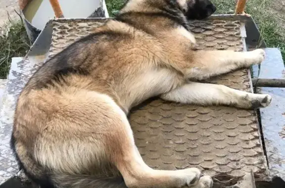 Пропала собака, Нефтепарк Колендо, Сахалин