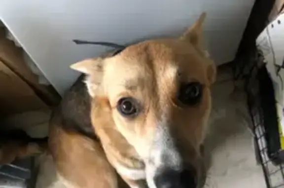 Найдена собака, Санкт-Петербург, фото: Собака найдена в парке, Дворцовая пл., СПб