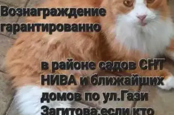 Кошки потеряшки, Уфа, фото: Потеряшка кошка, Гази Загитова 7, Уфа