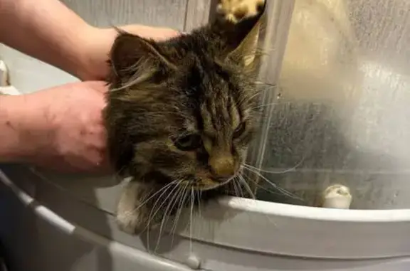 Найдена кошка, Москва, фото: Кошка с желтым ошейником, Клинская 12