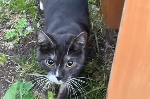 Кошка найдена на Нефтезаводской, 36Г