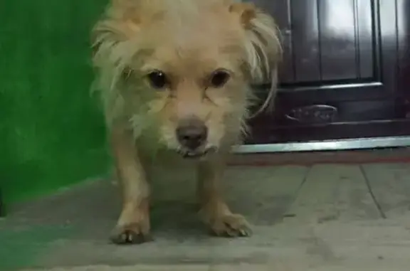 Собака найдена: Казань, Татарстан