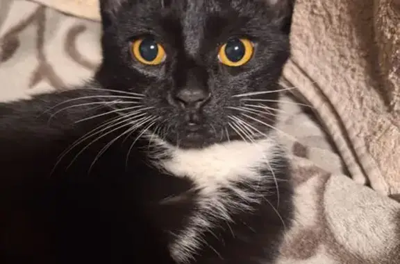 Пропала кошка, ул. Связистов, 4, Тында