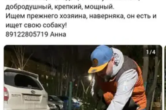 Найдена собака, Екатеринбург, фото: Собака найдена: пр. Ленина, Екатеринбург