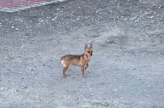 Найдена чихуахуа, 2-й Благодатный 30, Ульяновск