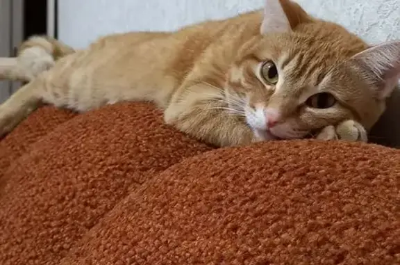 Кошки потеряшки, Черногорск, фото: Потеряшка рыжая кошка, Бограда 59, Черногорск