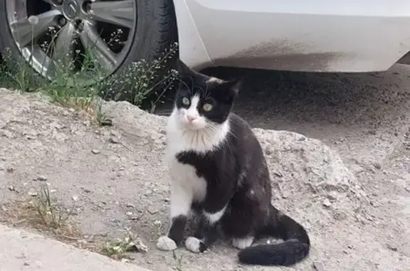 Кошка найдена: Балка Рябинина, 17, РнД