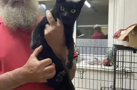 Черный кот найден на ул. Панфиловцев, 20