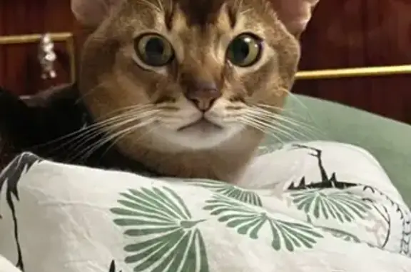 Кошки потеряшки, , фото: Потеряшка кошка, МО, синий ошейник