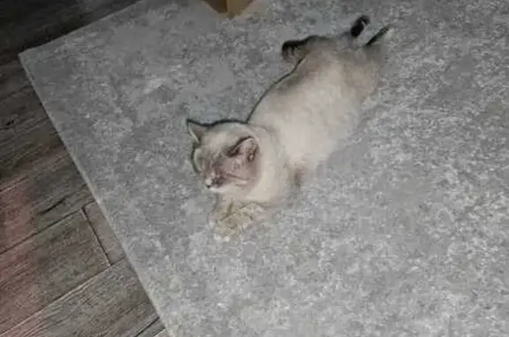 Кошки потеряшки, , фото: Потеряшка кошка, Молодёжная ул., Дмитриевка
