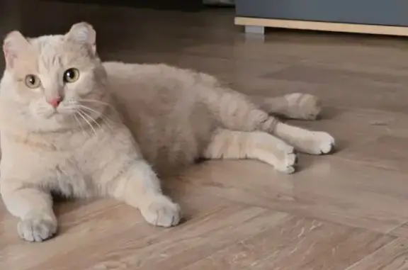 Кошки потеряшки, Кызыл, фото: Потеряшка кошка, Иркутская ул. 20, Кызыл