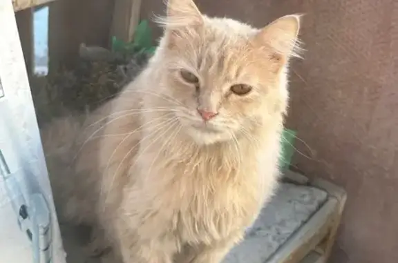 Найдена кошка, Сызрань, фото: Найдена кошка на ул. Лазо, 30, Сызрань